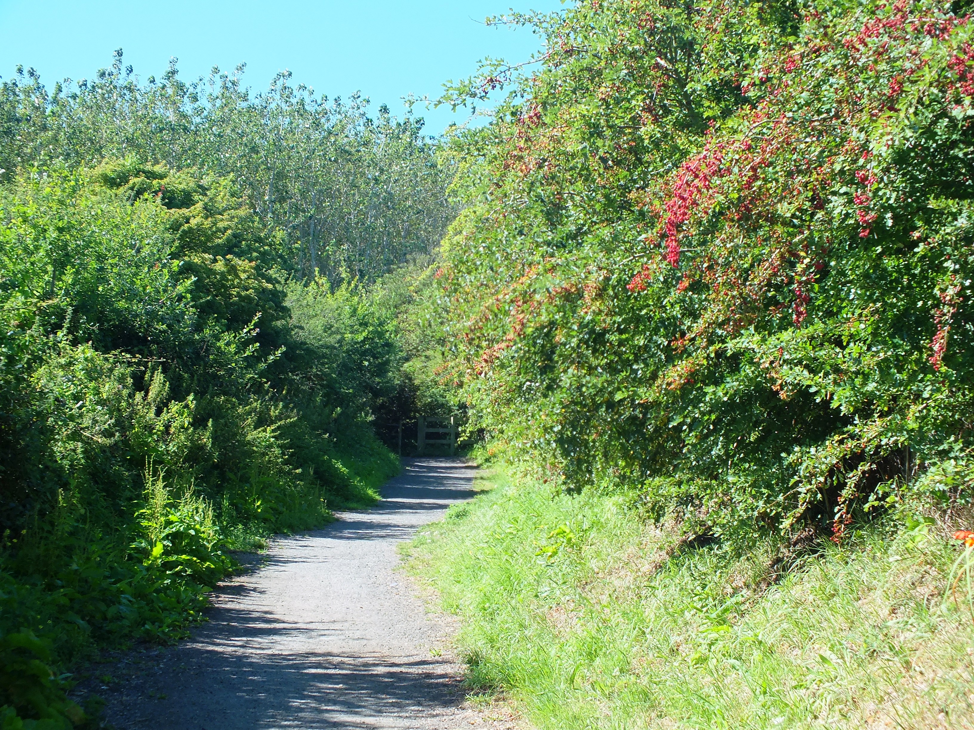 picture of an overgrown pathway