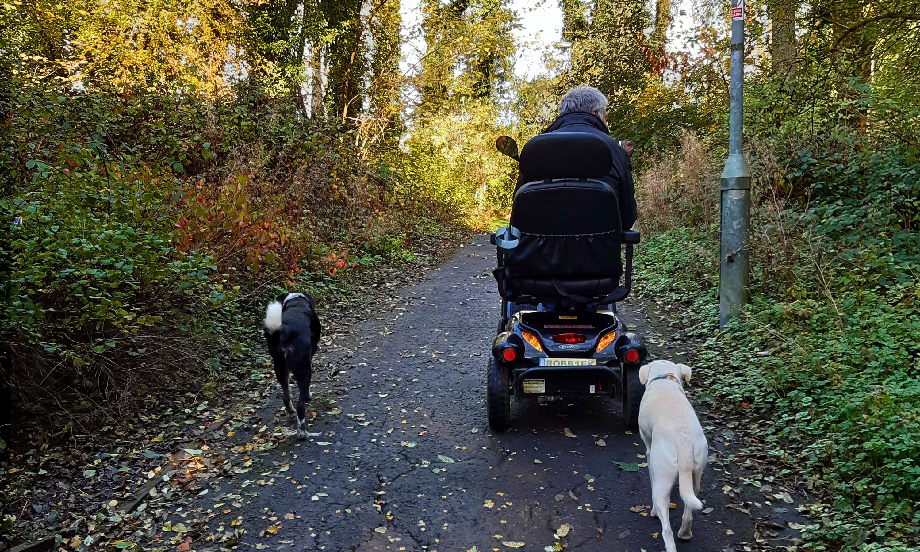 man on a mobility scooter with two dogs following him