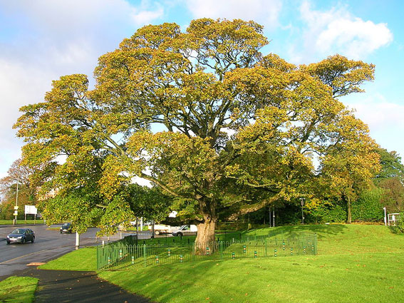 A sycamore tree in Darnley