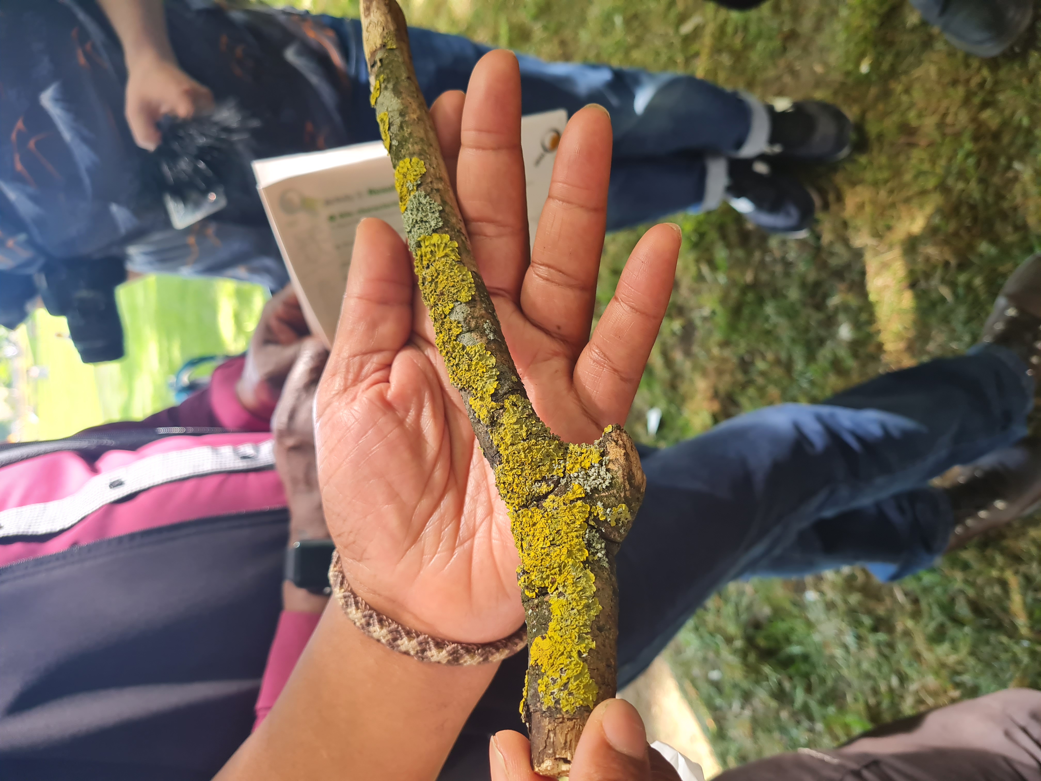 someone holding a branch with lichen on