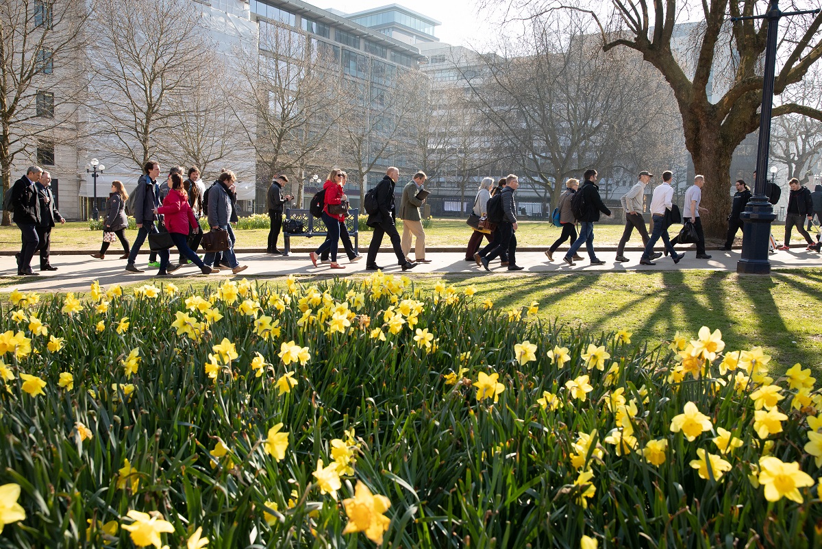 A photograph of lots of people walking amongst daffodils