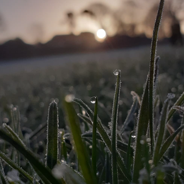 A photo of some dewy grass