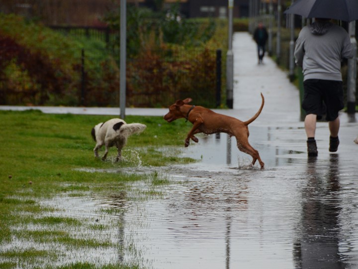 dogs play on pavement